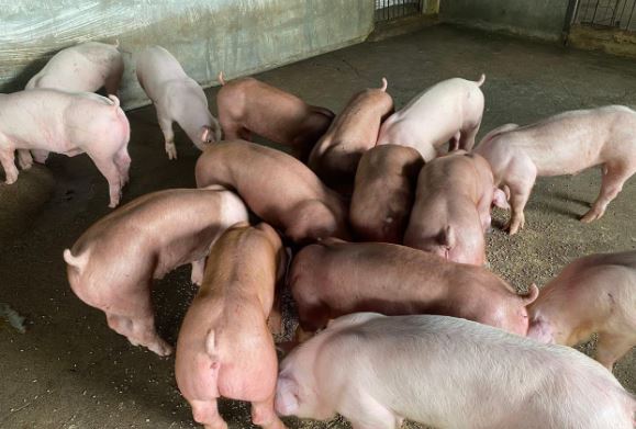 Giá heo hơi hôm nay 6/3/2024: Miền Nam tiếp tục tăng