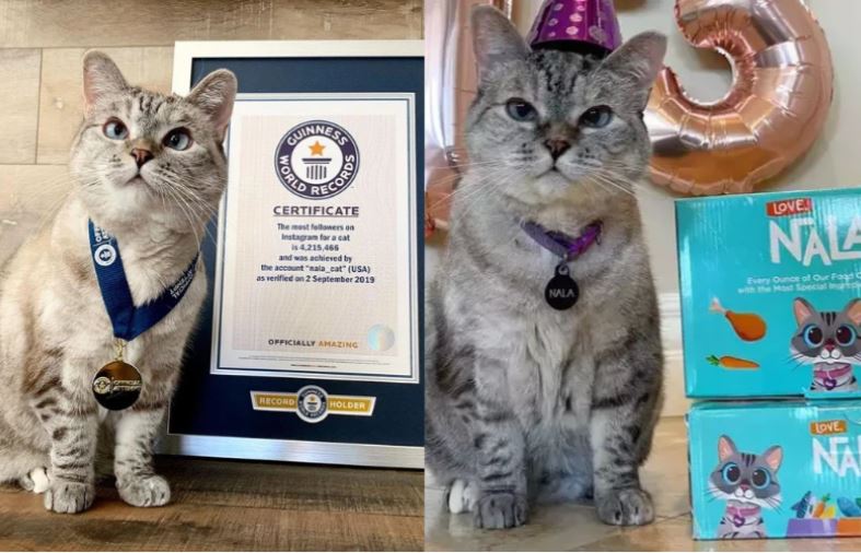 10 chú mèo giàu nhất thế giới với tổng tài sản hơn 100 triệu USD