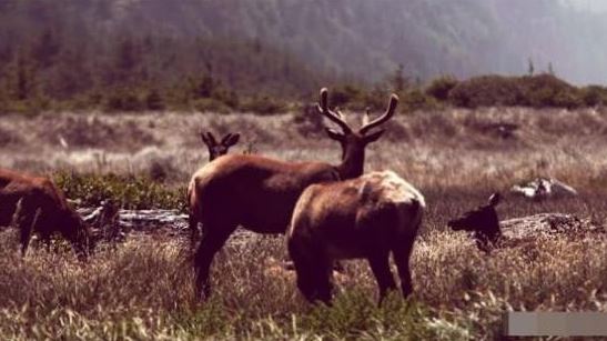 Treo tranh hươu ở nhà có kiêng kỵ gì không?