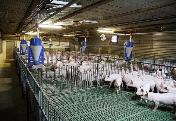 Kiểm kê khí nhà kính, thêm gánh nặng cho ngành chăn nuôi