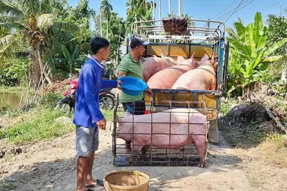 Giá heo hơi hôm nay 7/3/2024: Tiếp tục tăng 1.000 đồng/kg