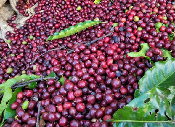 Giá nông sản ngày 7/3/2024: Cà phê tăng mạnh, hồ tiêu trụ vững ở mức cao