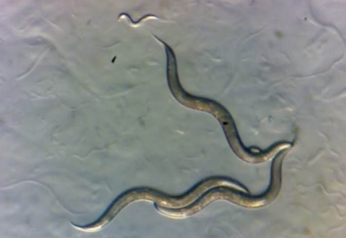 Giới khoa học phát hiện giun sống gần Chernobyl phát triển ‘siêu năng lực’ mới