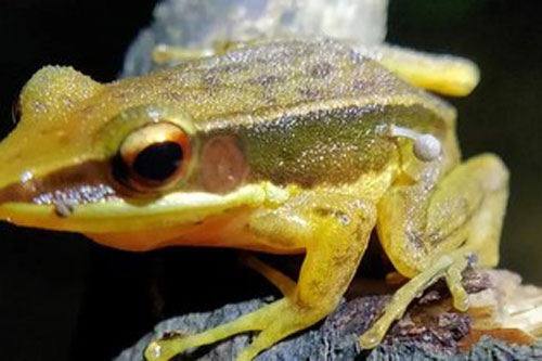 Kỳ lạ nấm mọc trên mình của một con ếch khỏe mạnh