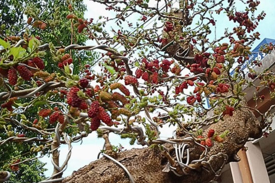 Người xưa răn dạy: 'Cây âm trước nhà giàu mấy cũng lụi, hưng mấy cũng tàn', cây âm là gì, nhà bạn có không?