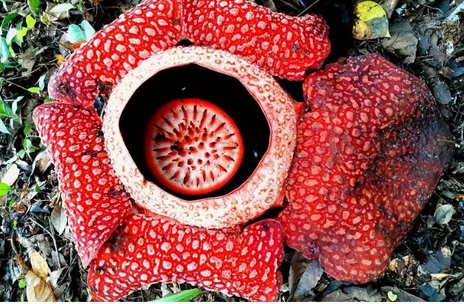 Rafflesia sống trên những cây nho nhiệt đới trên khắp các vùng của Đông Nam Á