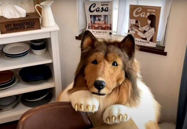 Không thể tin nổi: Người đàn ông chi tiền khủng để thành chó, vén màn lối sống như động vật khiến ai nấy há hốc