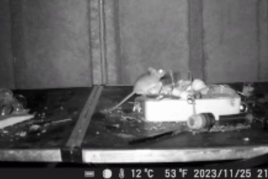 Clip: Con chuột cần mẫn dọn bàn làm việc cho một nhiếp ảnh gia trong suốt hai tháng