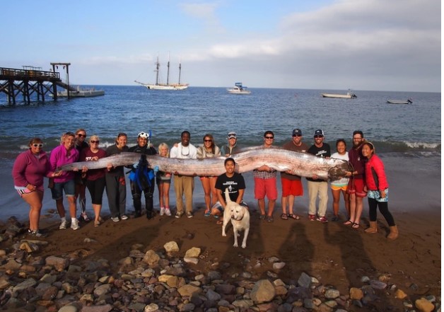 Không có vảy, nhầy và cực kỳ hiếm: Cá Oarfish, báu vật của biển sâu