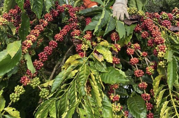 Giá nông sản ngày 8/3/2024: Cà phê tiếp tục tăng, tiêu giảm 1.500 đồng/kg