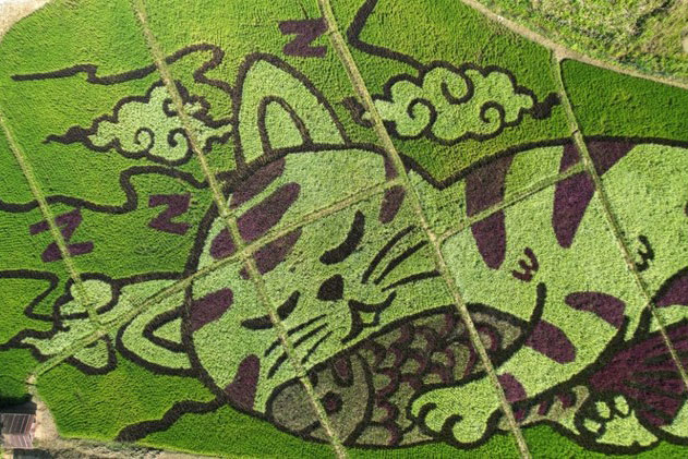 Cánh đồng ở Thái Lan biến thành bức tranh mèo khổng lồ