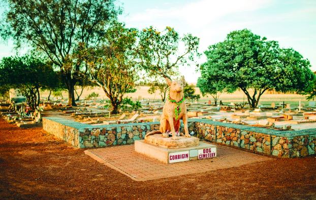 Thị trấn của những người yêu chó