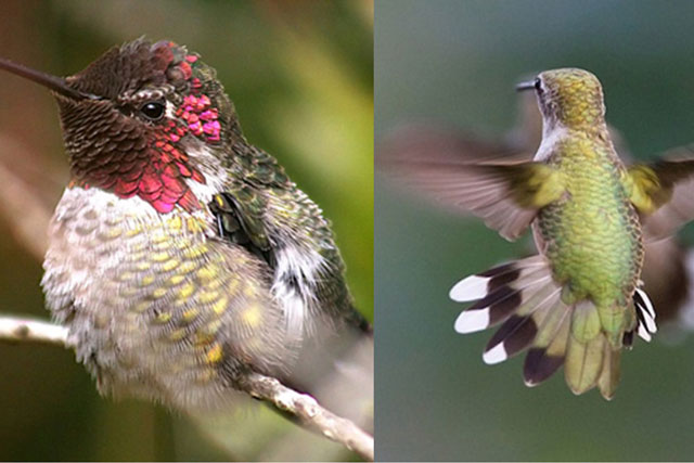 Loài chim duy nhất trên thế giới có khả năng bay ngược giữa không trung, vô cùng quen thuộc ở Việt Nam