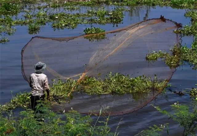 20% loài cá trên sông Mekong đối mặt nguy cơ tuyệt chủng - Ảnh 1.