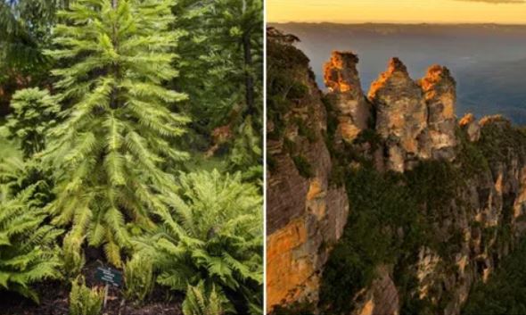 Loài cây được mệnh danh ‘khủng long’ hồi sinh sau 2 triệu năm tuyệt chủng, đang được trồng ở nơi bí mật