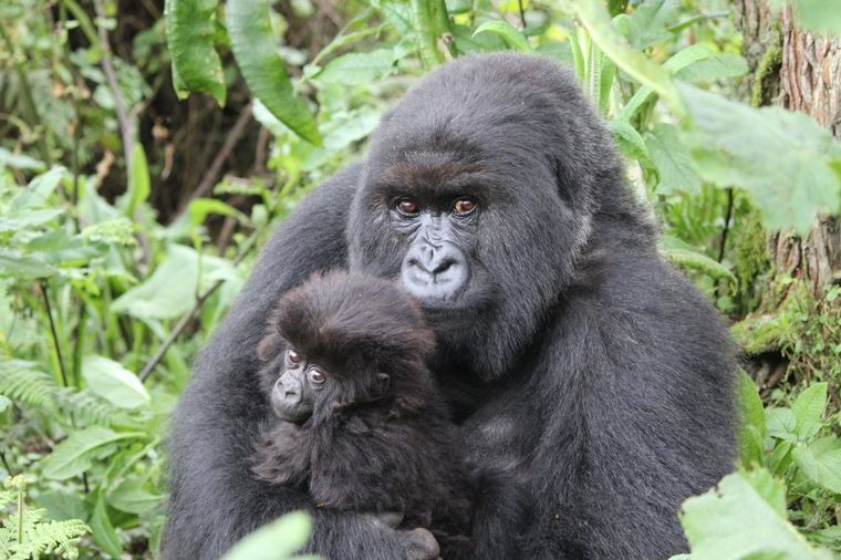 Vì sao động vật nhận nuôi con của loài khác?