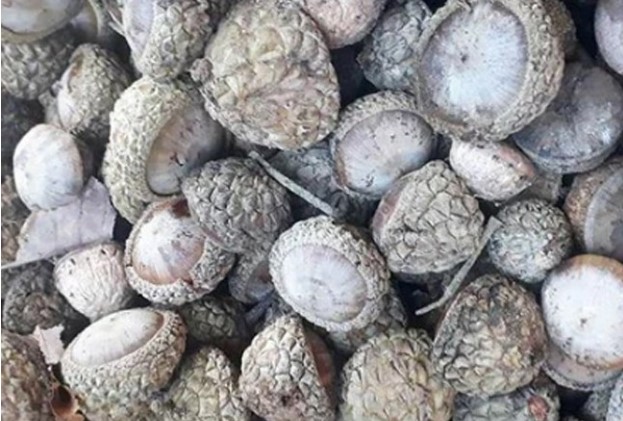 Loại quả xưa rụng bạt ngàn, nay thành đặc sản nổi tiếng khắp vùng vì hương vị lạ, có tiền cũng khó mua được