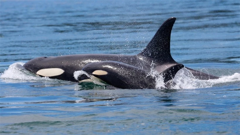 Cá voi sát thủ chăm sóc con của loài khác vì bản năng làm mẹ.