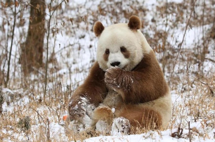 Các nhà khoa học Trung Quốc khám phá bí mật di truyền của gấu trúc nâu