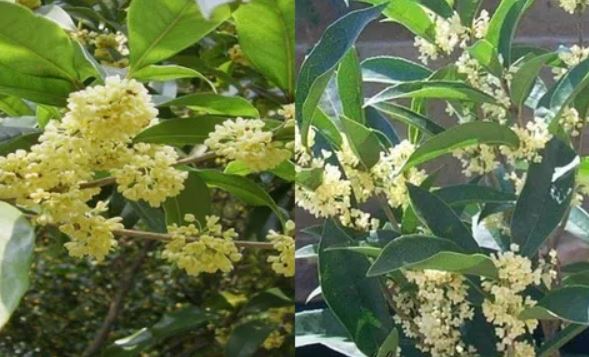 Loại cây 'đẻ ra tiền' giúp gia chủ đời đời ấm no, tiền đầy két lộc đầy nhà