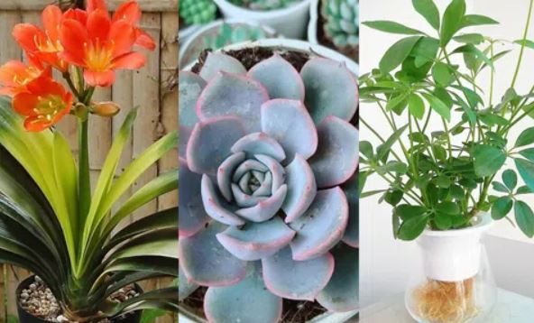 Cách chọn loại cây phù hợp với 12 con giáp giúp đem lại tài lộc vào năm 2024