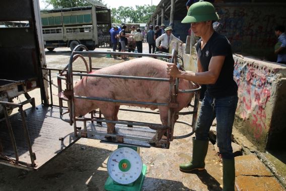 Giá heo hơi hôm nay 9/3/2024: Miền Nam có giá cao nhất cả nước