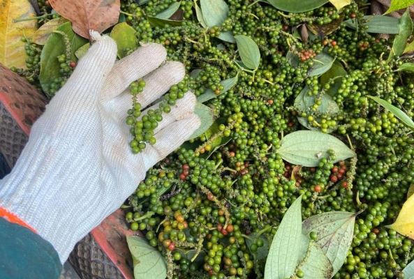 Giá nông sản ngày 9/3/2024: Cà phê quay đầu giảm, tiêu biến động 500 - 1.000 đồng/kg