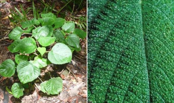 Kinh ngạc về loài cây ‘đau đớn’ nhất thế giới, tiết ra nọc độc giống bọ cạp