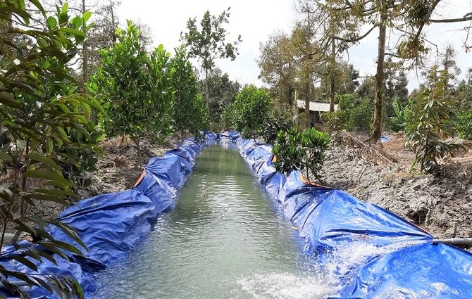 Nông dân ở Tiền Giang tích trữ nước ngọt nhằm đảm bảo tưới cho vườn cây ăn trái trong mùa hạn hán, xâm nhập mặn kéo dài.
