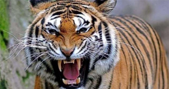 Con người hiện nay ít ăn động vật ăn thịt vì giá thành quá đắt. ̣(Ảnh: Aboluowang)