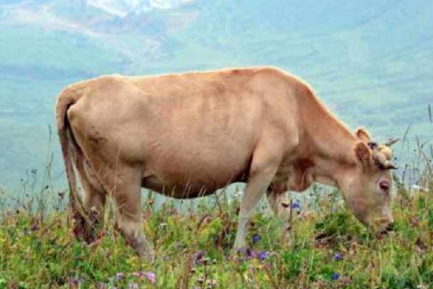 Vì sao con người chủ yếu ăn thịt động vật ăn cỏ thay vì động vật ăn thịt?