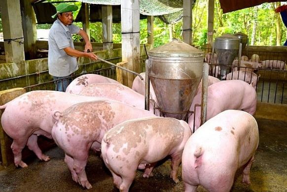 Giá heo hơi hôm nay 10/3/2024: Biến động từ 1.000 - 4.000 đồng/kg