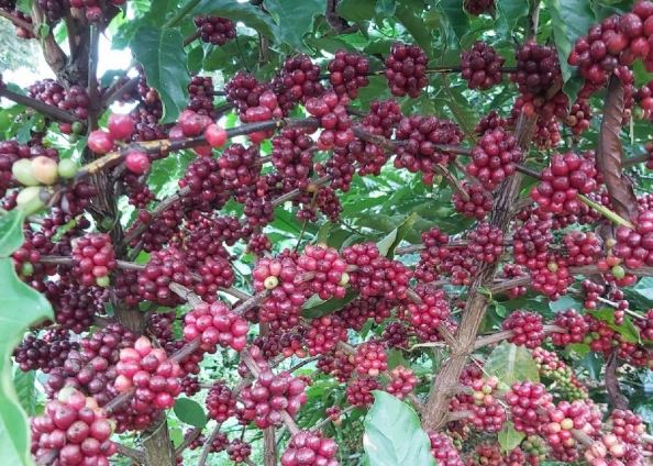 Giá nông sản ngày 10/3/2024: Cà phê tăng mạnh, hồ tiêu giảm nhẹ