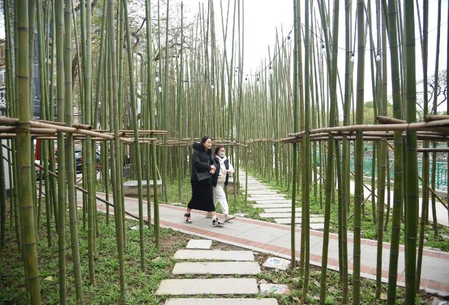 Người Hà Nội thích thú với rừng trúc thu nhỏ giữa Thủ đô