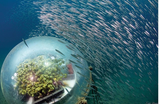 Vườn nhà kính dưới biển đầu tiên trên thế giới