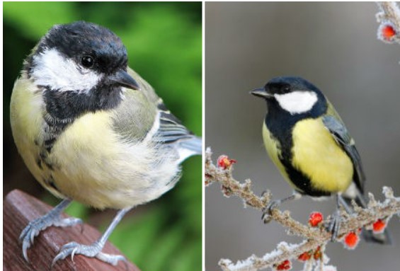 Rùng mình loài chim ăn não đáng sợ nhất thế giới