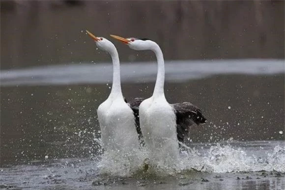 chim chạy trên mặt nước, Western and Clark's Grebes (Chim lặn phương tây và Chim lặn Clark's) 