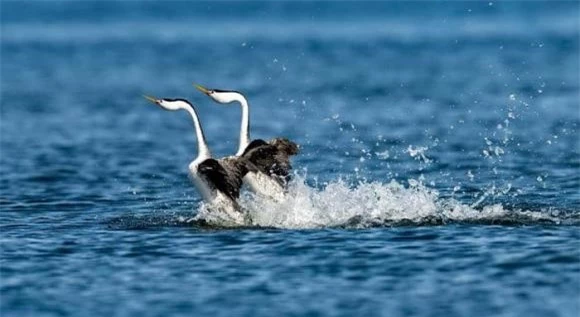 chim chạy trên mặt nước, Western and Clark's Grebes (Chim lặn phương tây và Chim lặn Clark's) 