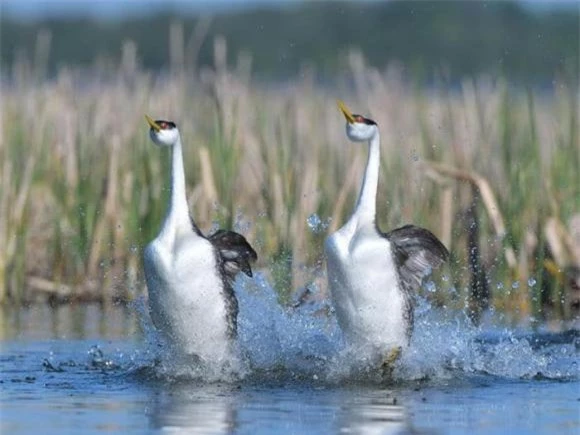 chim chạy trên mặt nước, Western and Clark's Grebes (Chim lặn phương tây và Chim lặn Clark's) 