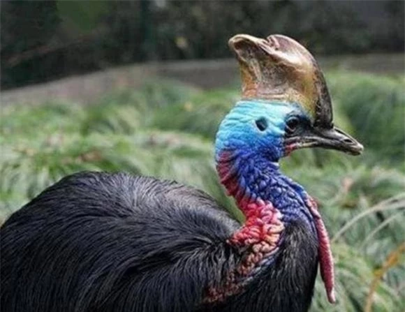 cassowaries, đà điểu