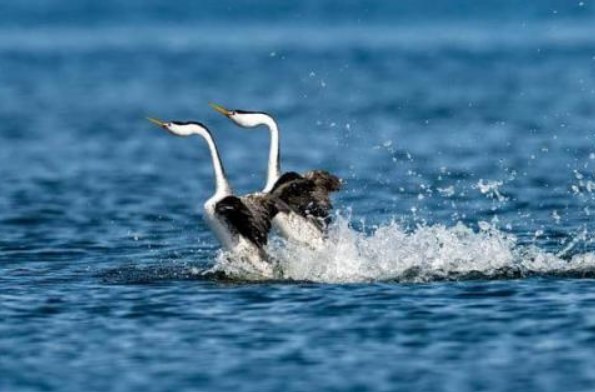 Clip: Loài chim này là loài động vật nặng nhất có thể chạy trên mặt nước