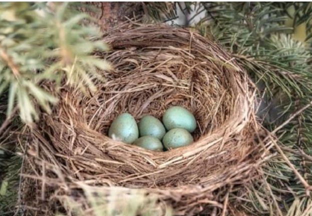 Tổ của hầu hết loài chim hướng lên trời, nếu mưa thì làm sao? Đọc xong mới biết loài chim thông minh thế nào