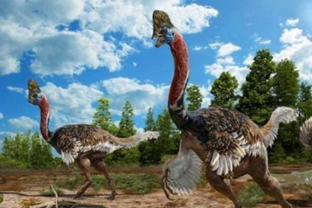 Loài chim độc đoán nhất trong thế giới, có thể đá chết một con bò khỏe bằng một chân, và giờ chỉ còn chưa đến 1.000 con trên thế giới