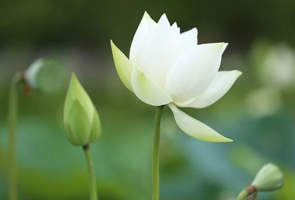 Cổ nhân nói: 'Cả đời không nói 3 điều, may mắn không mời tự đến', đó là gì?