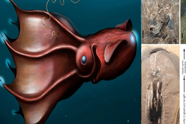 Loài mực ma cà rồng kỷ Jura mới được phát hiện trong trường hợp đặc biệt?