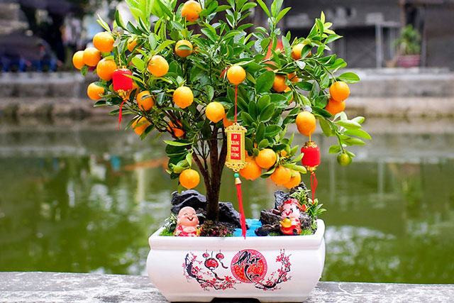 Trong nhà có 4 loại cây này, không nên mang tặng người khác kẻo tán lộc của chính mình