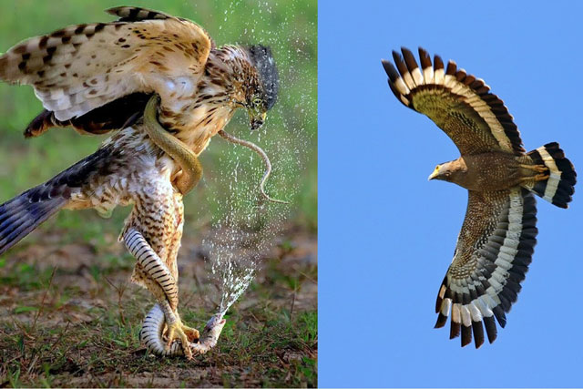 Loài chim quý hiếm ở Việt Nam có tên trong Sách Đỏ, kẻ thù không độ trời chung với rắn