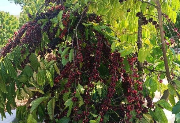 Giá nông sản ngày 12/3/2024: Cà phê giảm, hồ tiêu tăng 500 - 1.000 đồng/kg