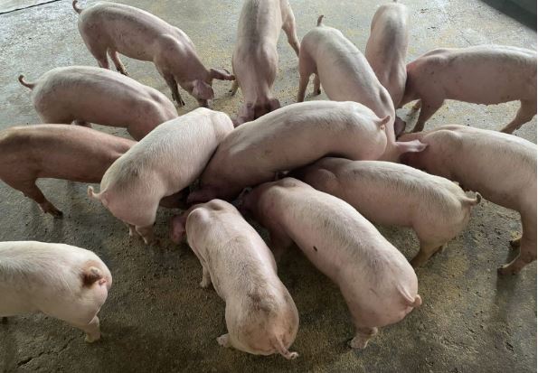 Giá heo hơi hôm nay 12/3/2024: Miền Bắc và miền Trung tăng 1.000 đồng/kg