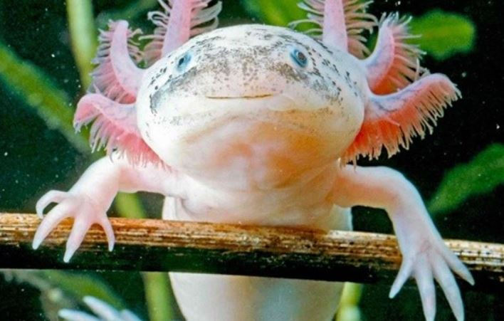 Loài sinh vật được mệnh danh 'yêu tinh biển', có nhiều chân và sở hữu ‘phép thuật’ bí ẩn